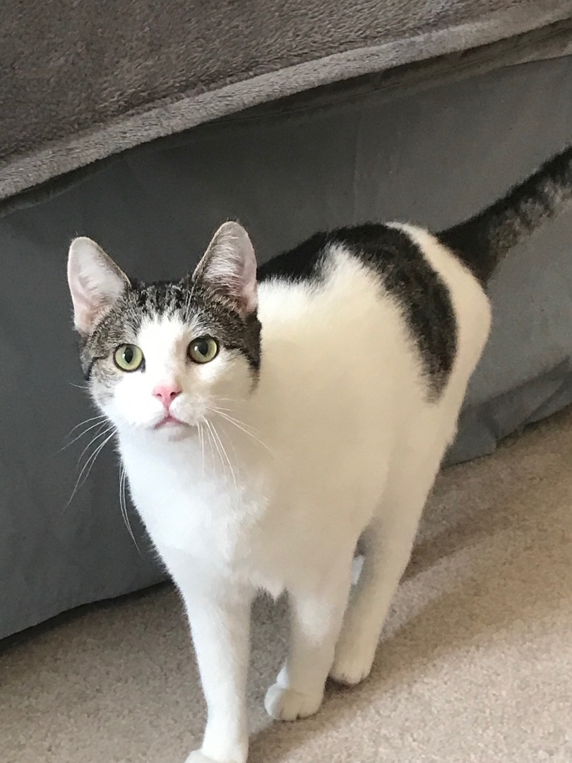 Quill, a Adoptable Domestic Short Hair in Winston-Salem, NC image 2/12