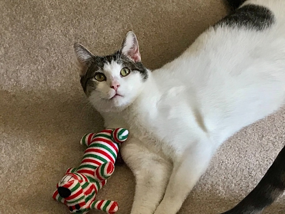 Quill, a Adoptable Domestic Short Hair in Winston-Salem, NC image 3/12