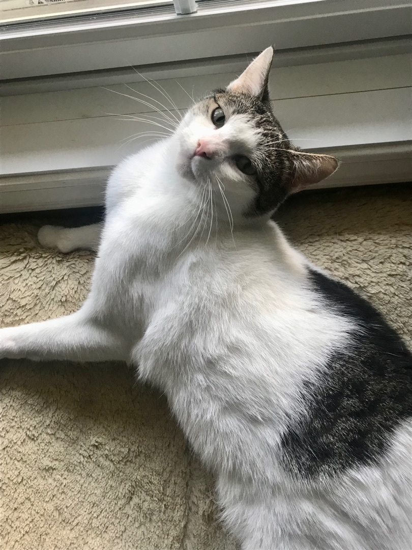 Quill, a Adoptable Domestic Short Hair in Winston-Salem, NC image 5/12