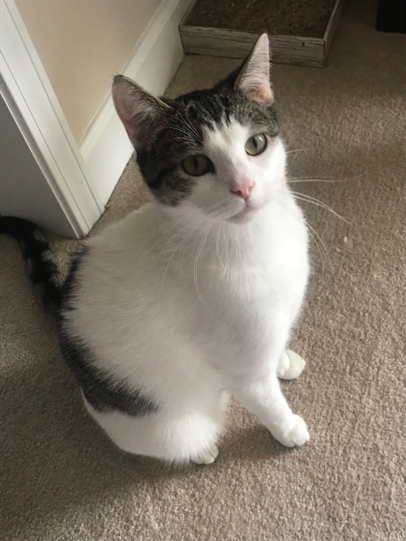 Quill, a Adoptable Domestic Short Hair in Winston-Salem, NC image 6/12