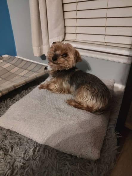 Hollis, adopted, Senior Male Yorkshire Terrier.