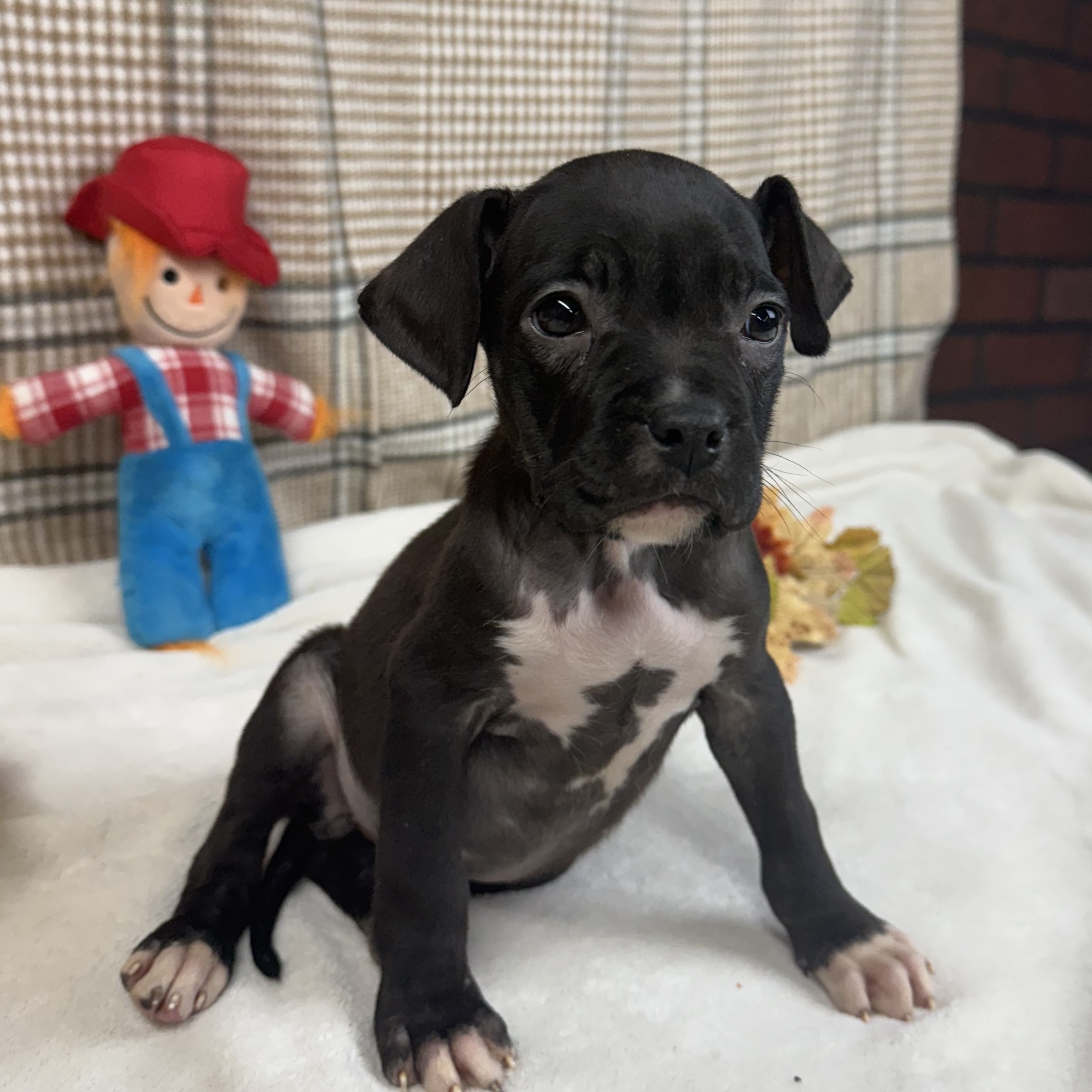 Dog for adoption Ambrosia the Boxer Mix Puppy, a Boxer & Labrador