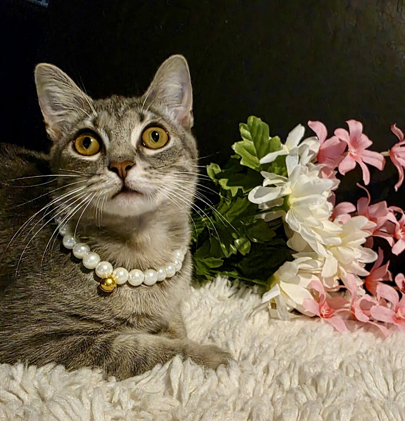 Iris, Adopted, Young Female Tabby.