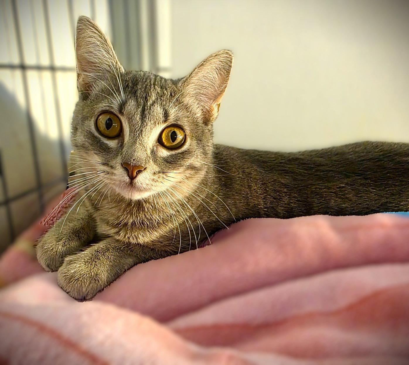 Enlarge Iris, a Adopted Tabby in Fort Myers, FL image 2/3