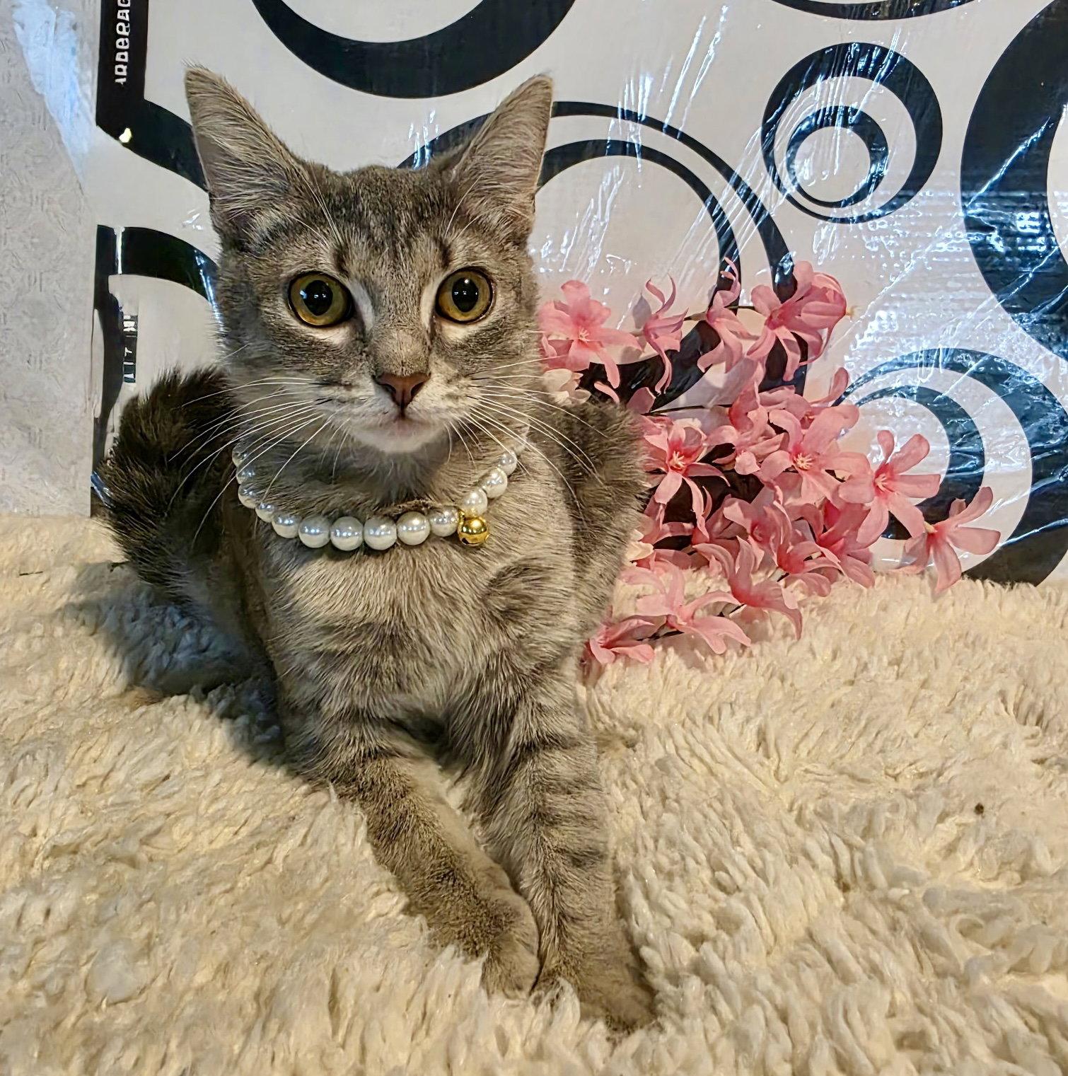Enlarge Iris, a Adopted Tabby in Fort Myers, FL image 3/3