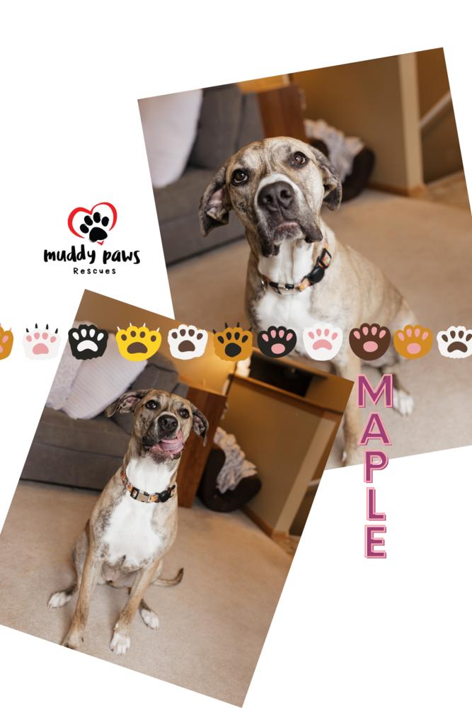 Maple — thumbnail 2