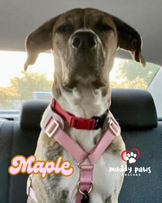 Maple — thumbnail 3