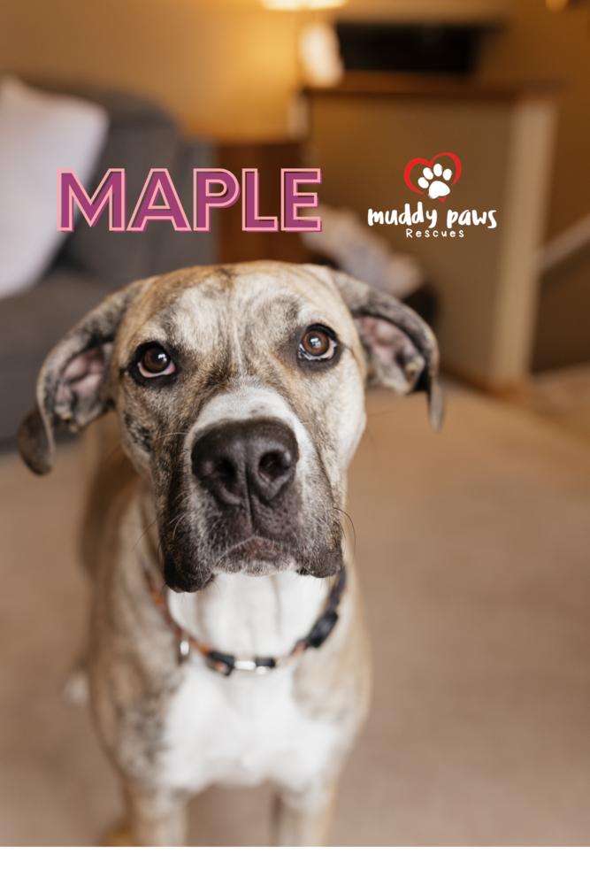 Maple — thumbnail 4