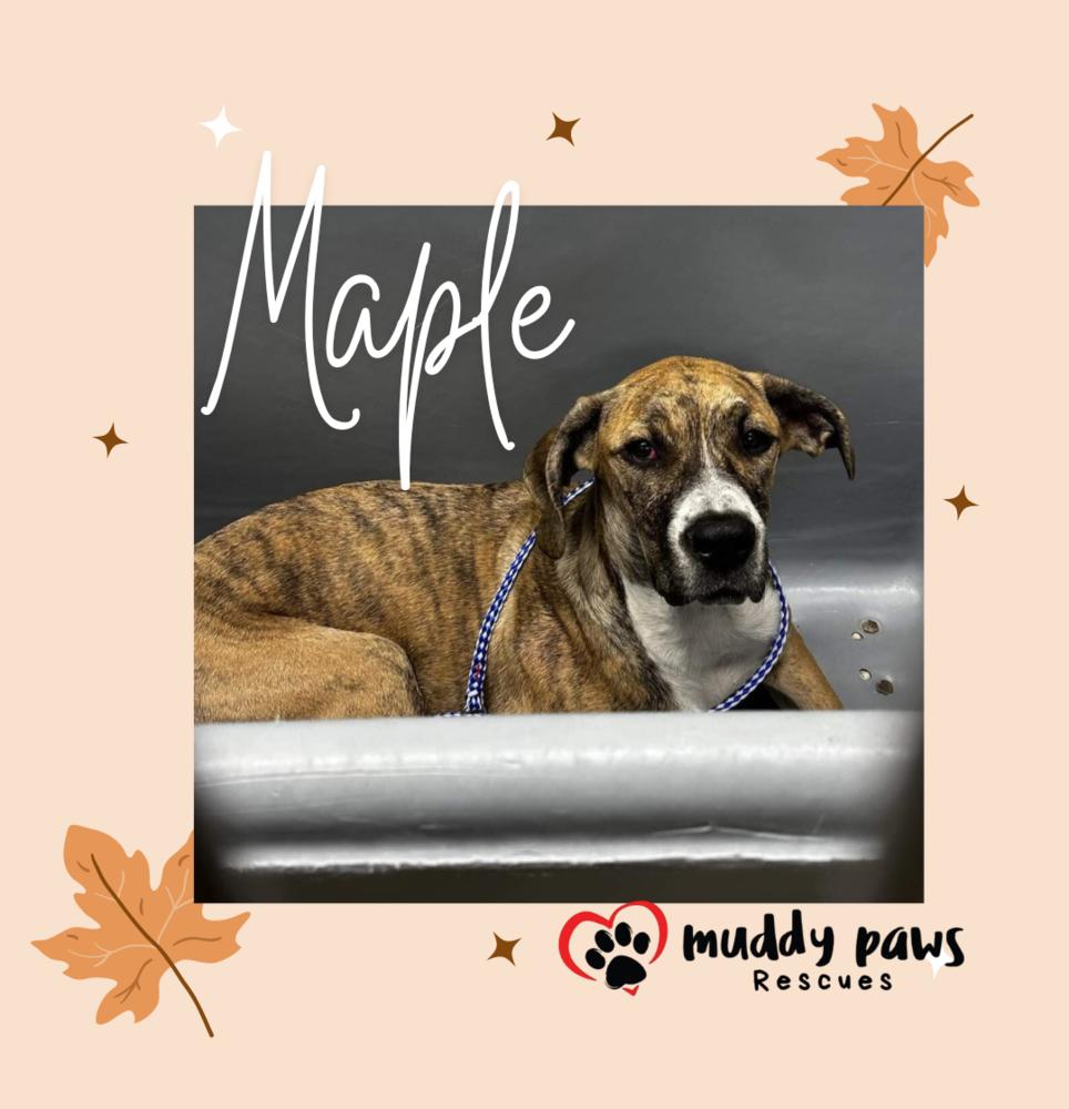 Maple — thumbnail 5