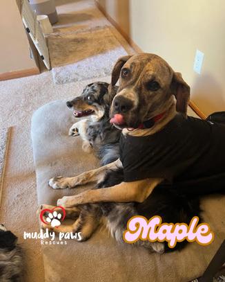 Maple — thumbnail 6