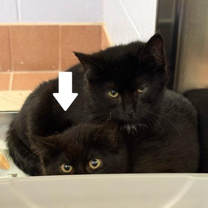 Latte, Adoptable, Young Female Domestic Medium Hair & Domestic Short Hair.