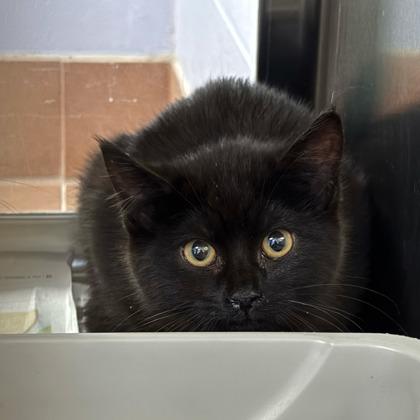 Enlarge Latte, a Adoptable mixed breed in Madison, WI image 2/2