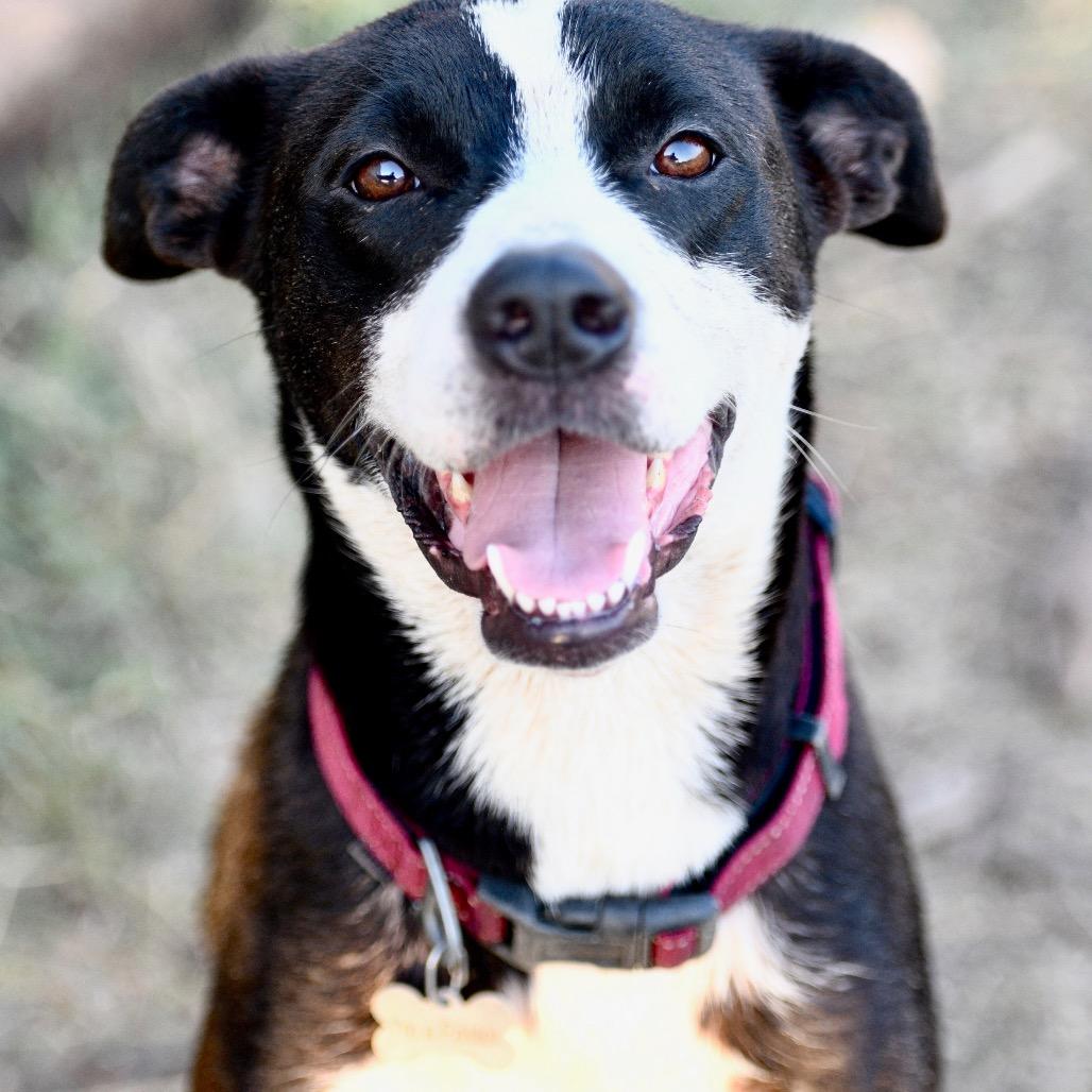 KC, a Adoptable mixed breed in Floresville, TX image 1/6