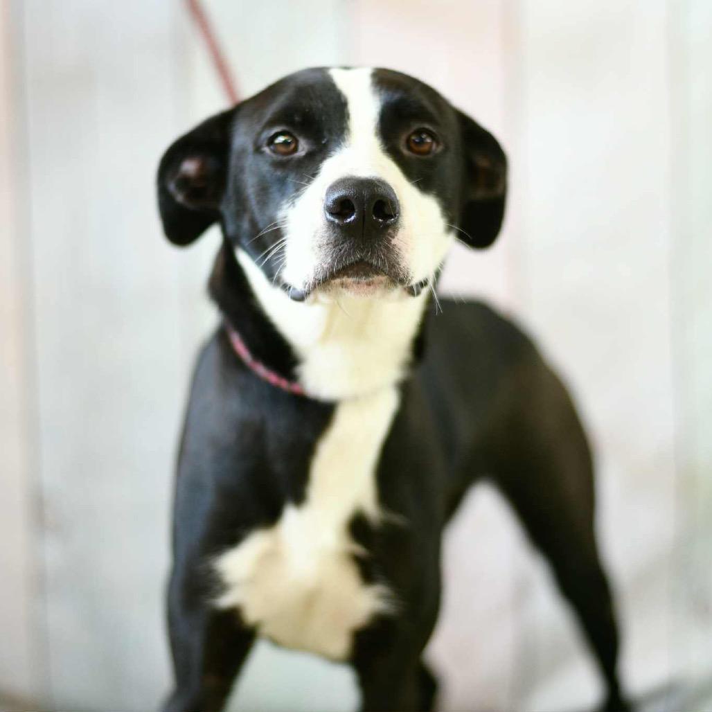 KC, a Adoptable mixed breed in Floresville, TX image 3/6