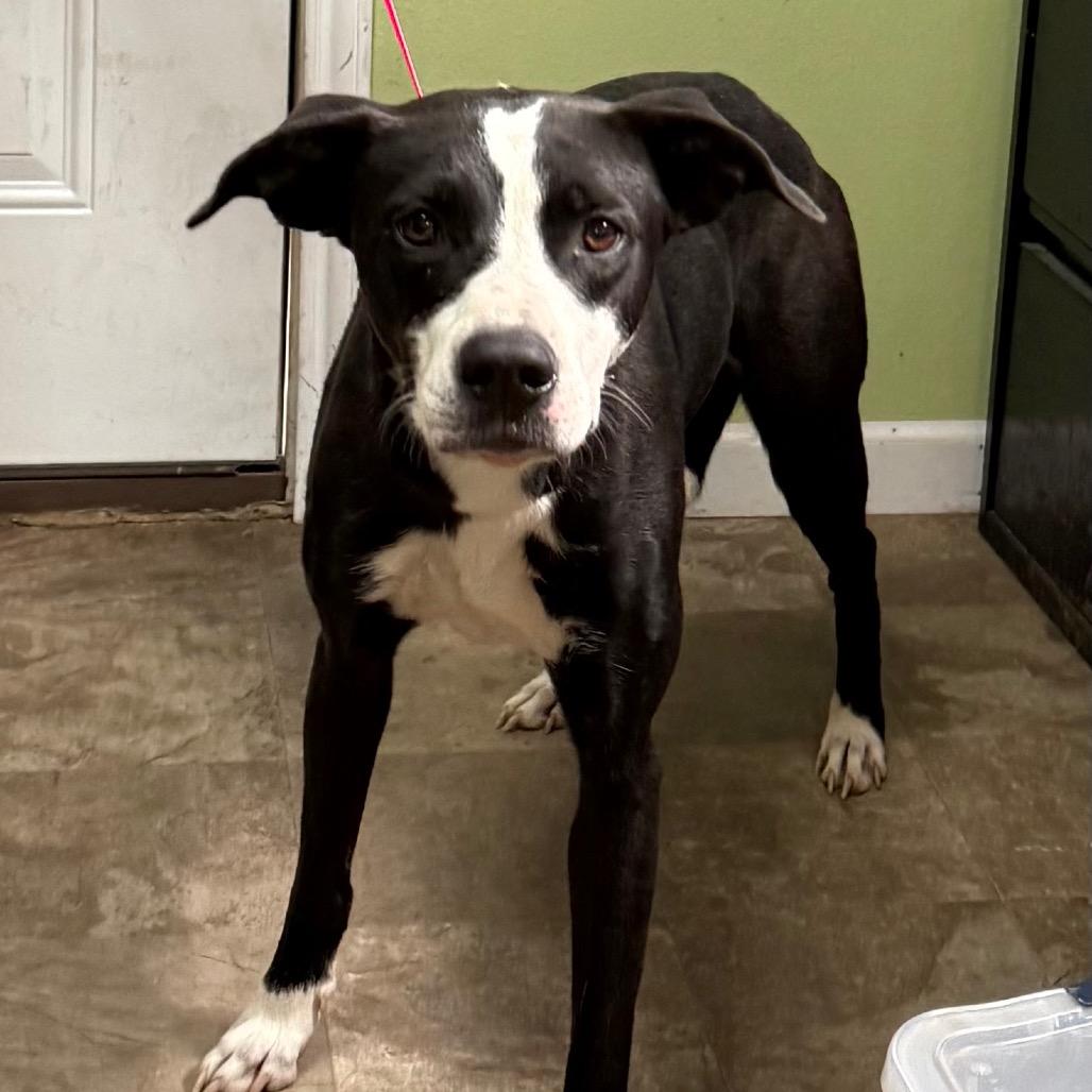 KC, a Adoptable mixed breed in Floresville, TX image 4/6