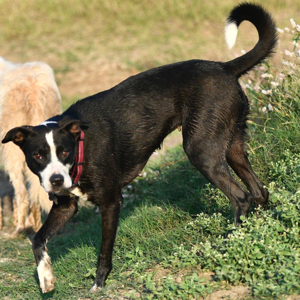 KC, a Adoptable mixed breed in Floresville, TX image 5/6