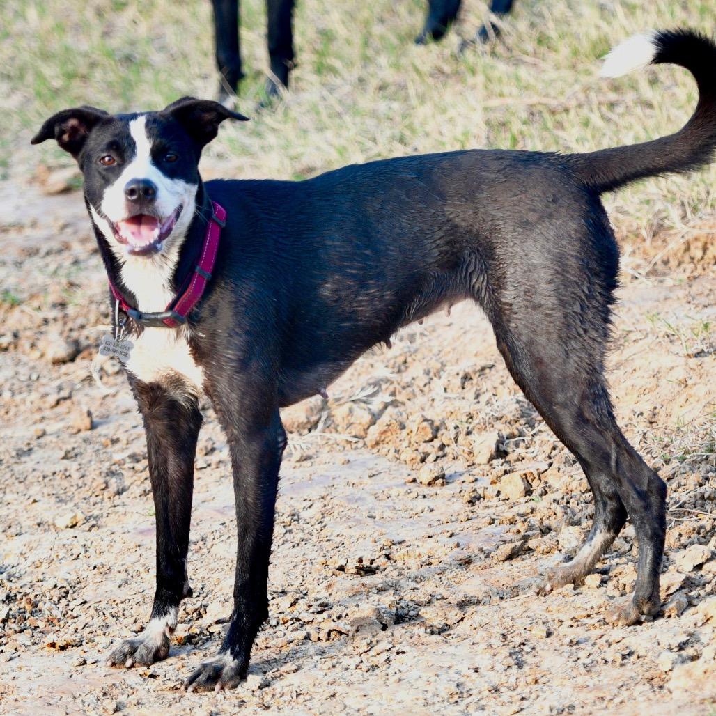 KC, a Adoptable mixed breed in Floresville, TX image 6/6