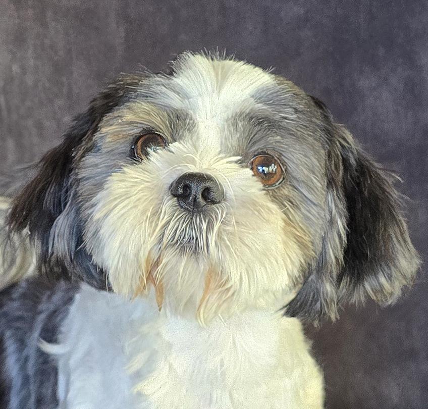 Radiant Lil Mr Roki Tzu = BEST of the BEST !
