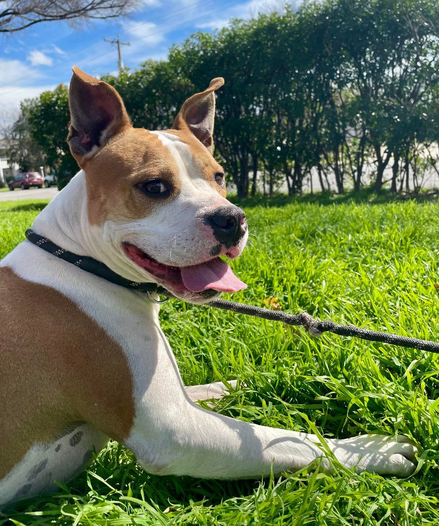 Uncle Rico KF, an adoptable Pit Bull Terrier, Boxer in Seattle, WA, 98106 | Photo Image 3