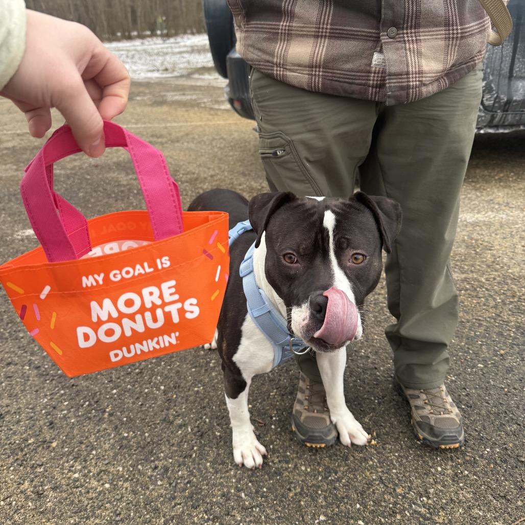 Roadie, Adoptable, Young Male Pit Bull Terrier.