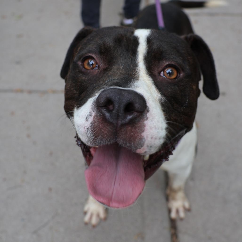 Enlarge Roadie, a Adoptable Pit Bull Terrier in Newark, NJ image 1/6