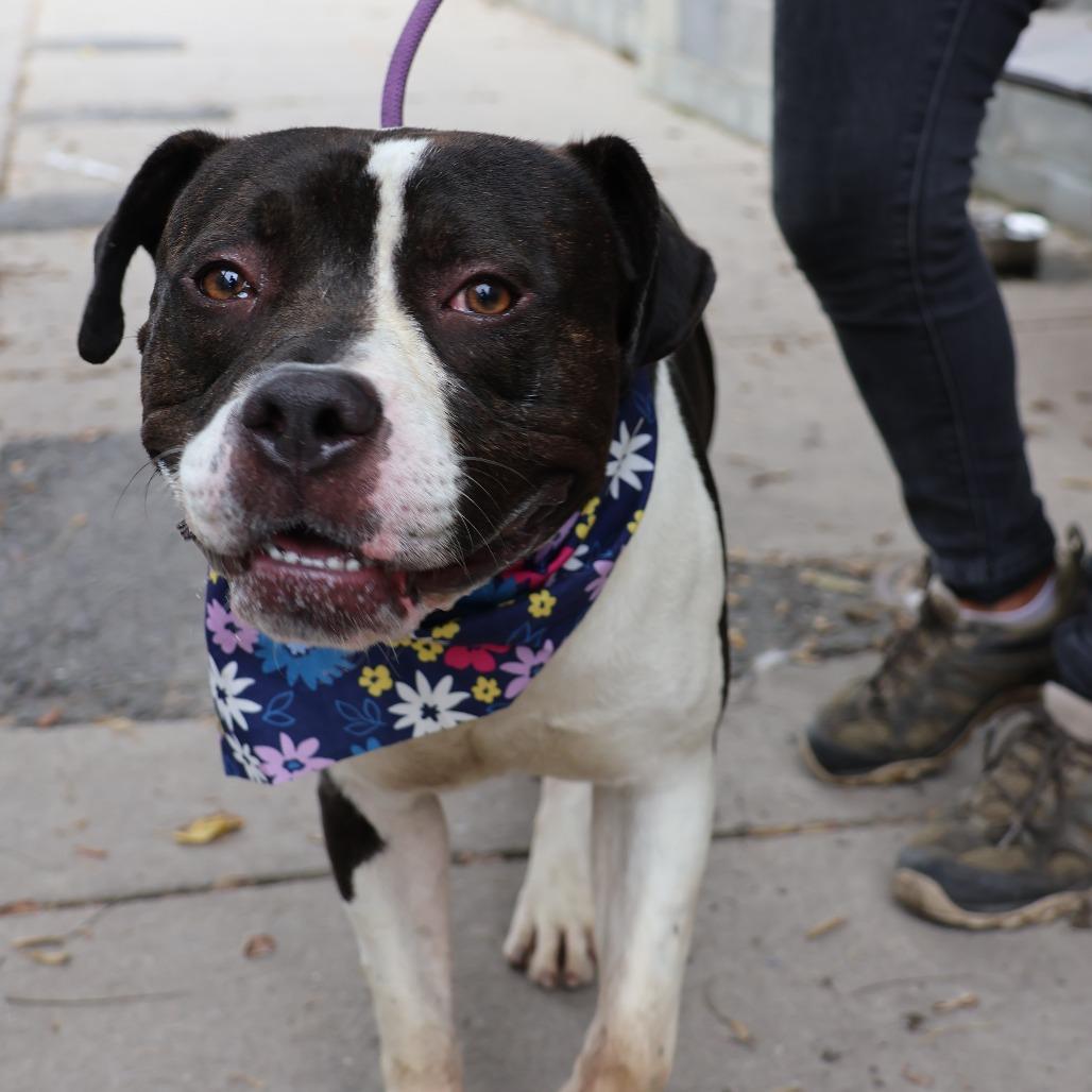 Enlarge Roadie, a Adoptable Pit Bull Terrier in Newark, NJ image 2/6