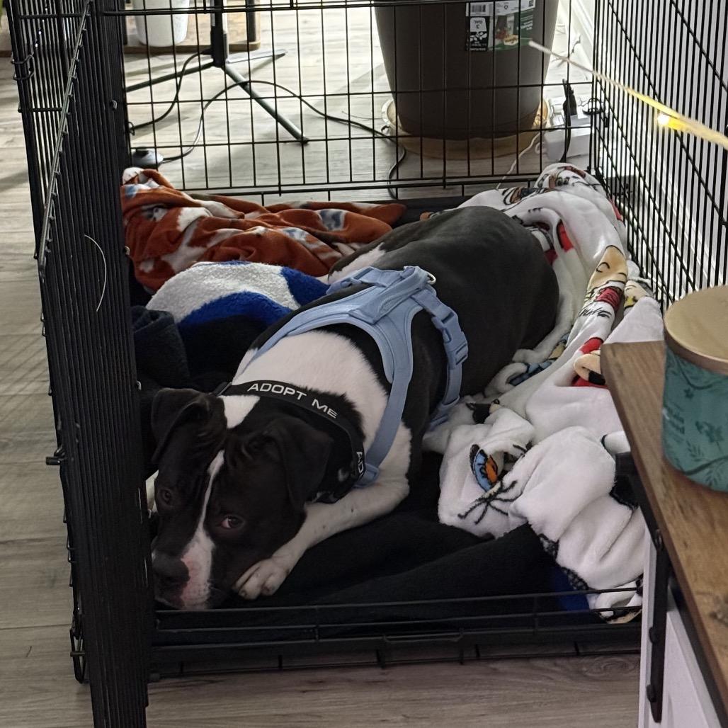 Enlarge Roadie, a Adoptable Pit Bull Terrier in Newark, NJ image 3/6