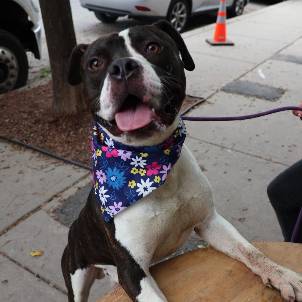 Enlarge Roadie, a Adoptable Pit Bull Terrier in Newark, NJ image 3/6