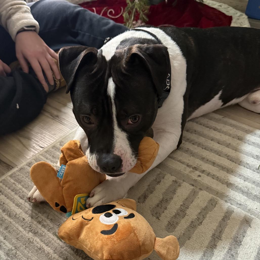 Enlarge Roadie, a Adoptable Pit Bull Terrier in Newark, NJ image 6/6