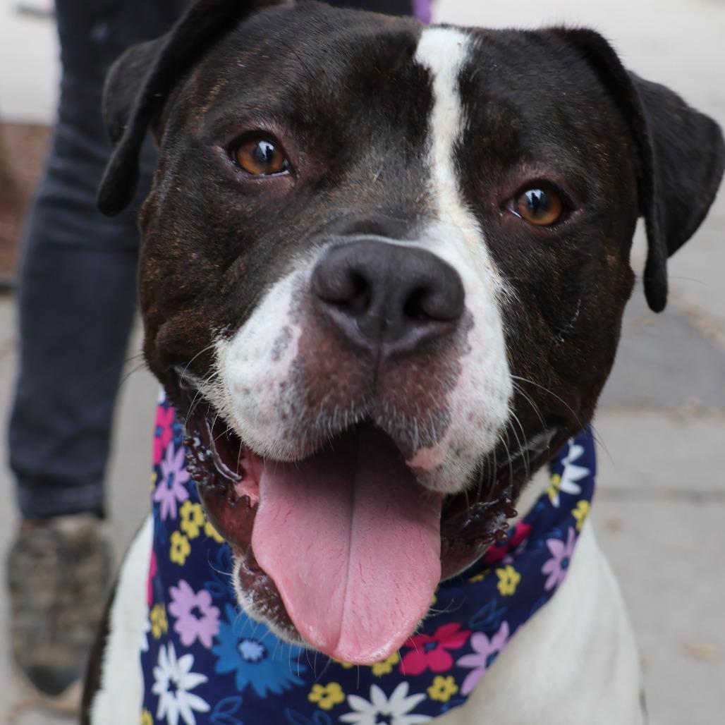 Enlarge Roadie, a Adoptable Pit Bull Terrier in Newark, NJ image 4/6