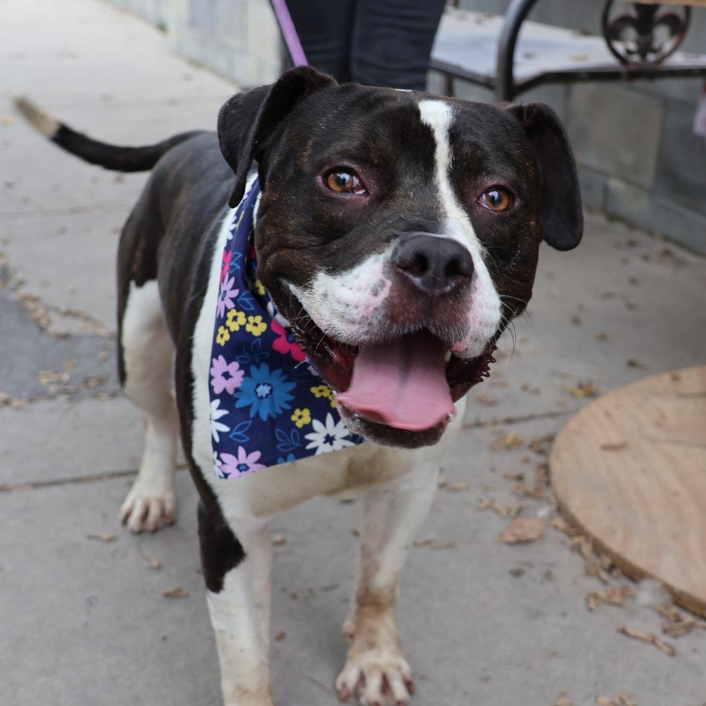 Enlarge Roadie, a Adoptable Pit Bull Terrier in Newark, NJ image 5/6