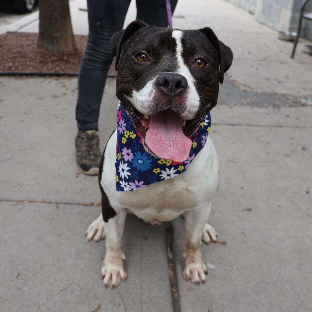 Enlarge Roadie, a Adoptable Pit Bull Terrier in Newark, NJ image 6/6