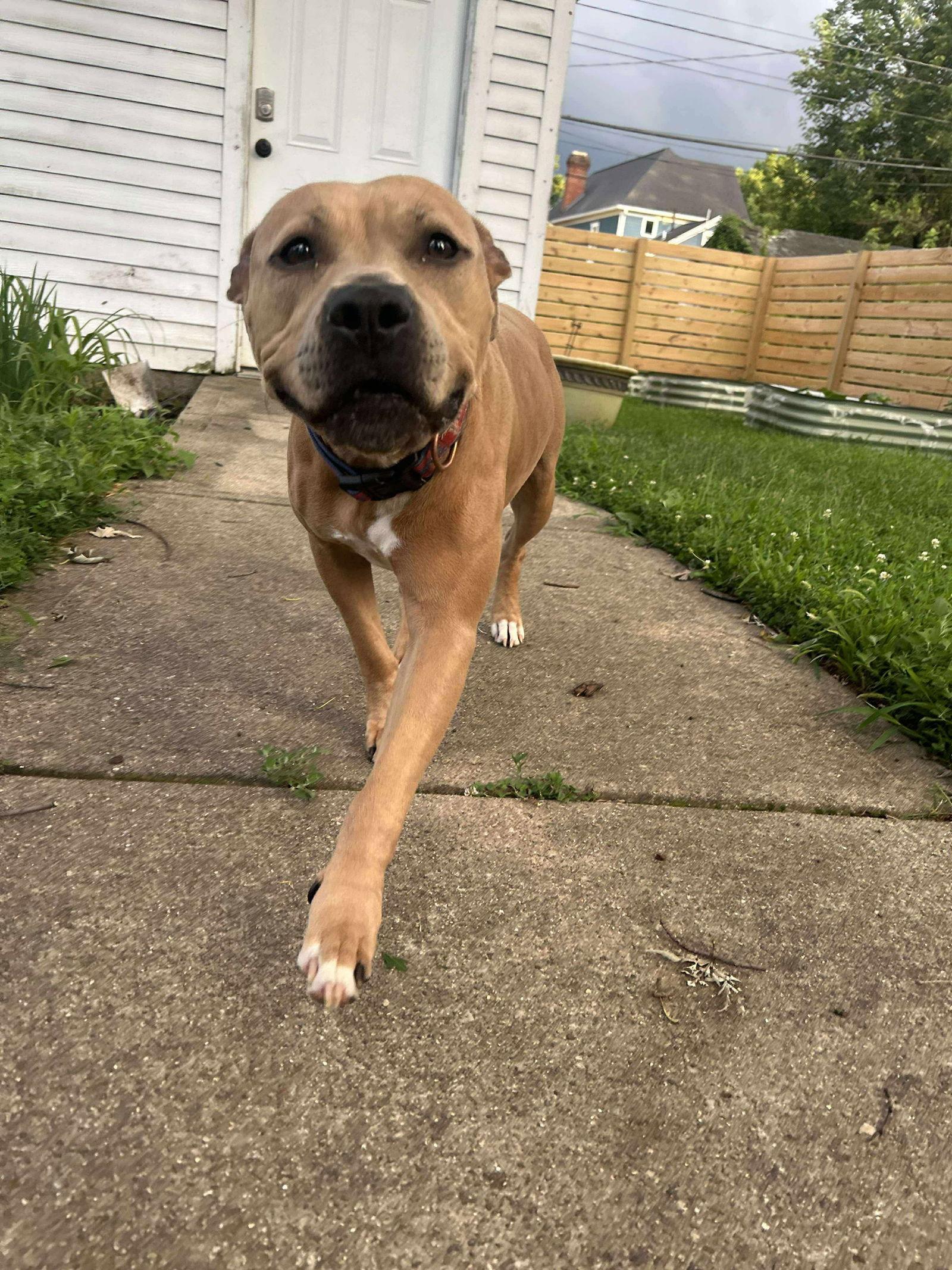 Beige, Adoptable, Adult Female Pit Bull Terrier.
