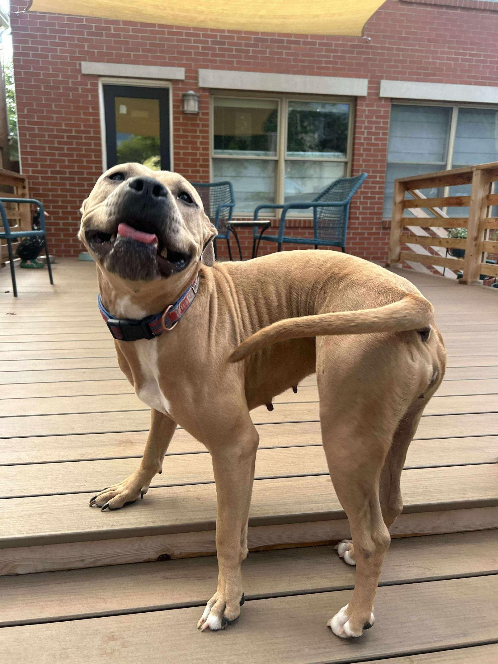 Enlarge Beige, a Adoptable Pit Bull Terrier in Germantown, OH image 2/3