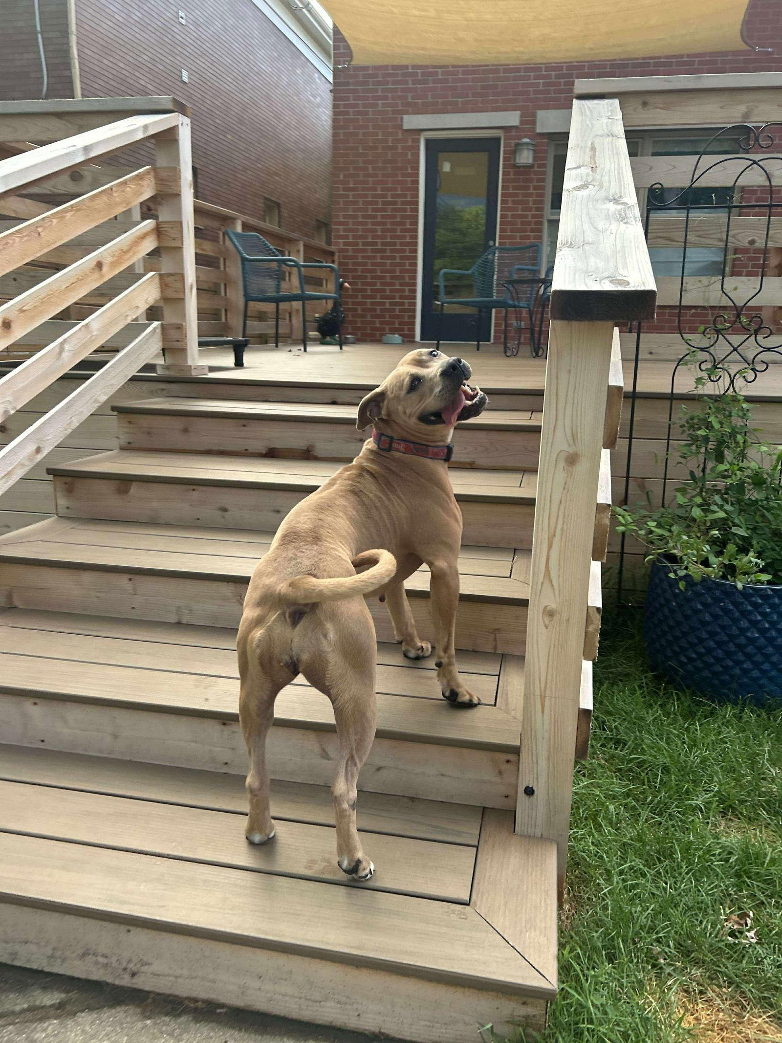 Enlarge Beige, a Adoptable Pit Bull Terrier in Germantown, OH image 3/3
