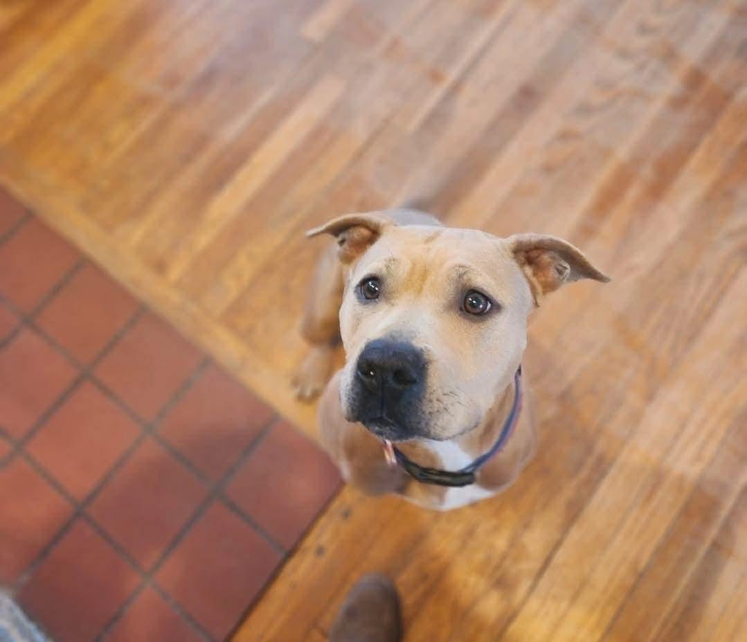 Beige, a Adoptable Pit Bull Terrier in Germantown, OH image 3/3
