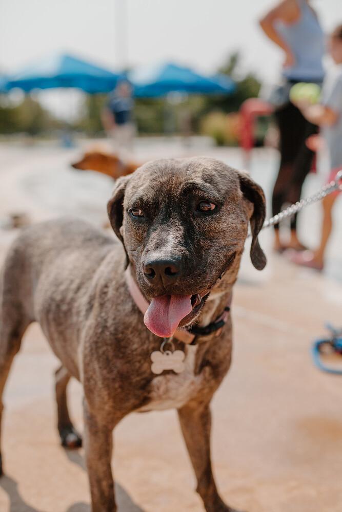 Jasmine, a Adoptable mixed breed in Oklahoma City, OK image 2/4