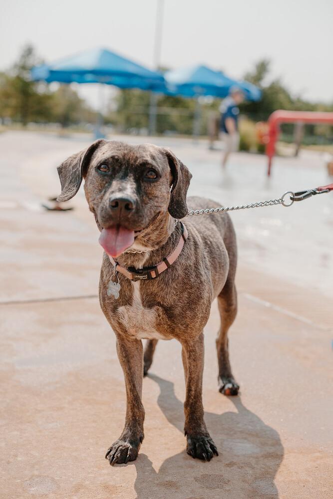 Jasmine, a Adoptable mixed breed in Oklahoma City, OK image 3/4