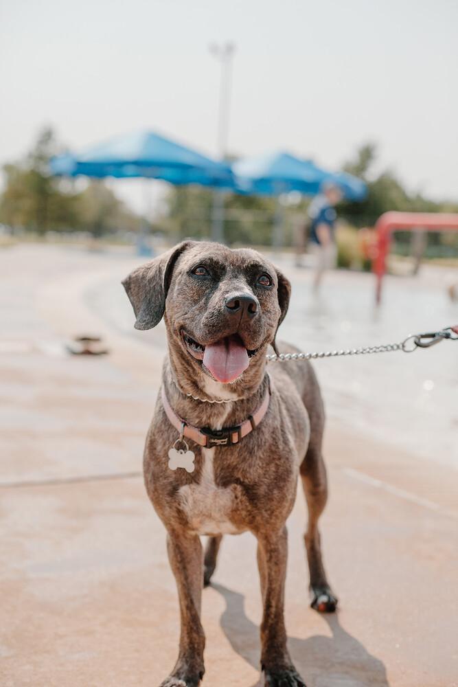 Jasmine, a Adoptable mixed breed in Oklahoma City, OK image 4/4