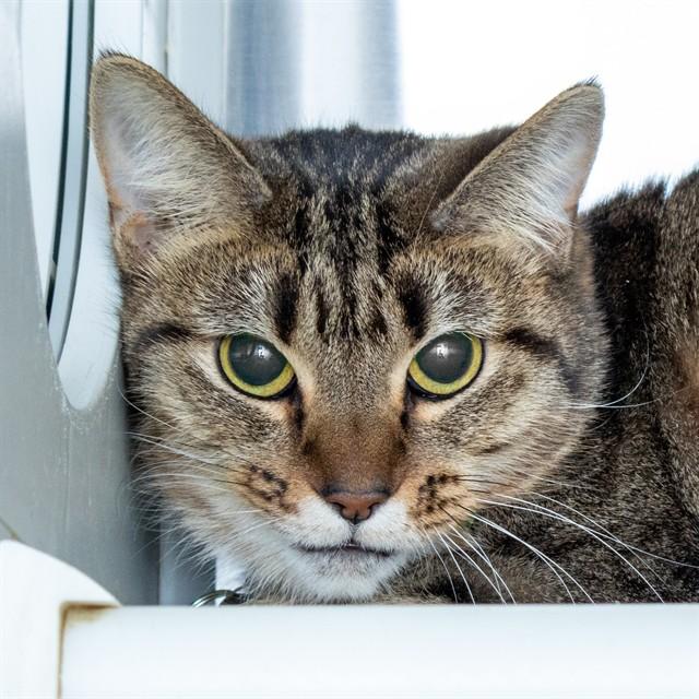 Enlarge KORA, a Adoptable Domestic Short Hair in St. Louis, MO image 1/1