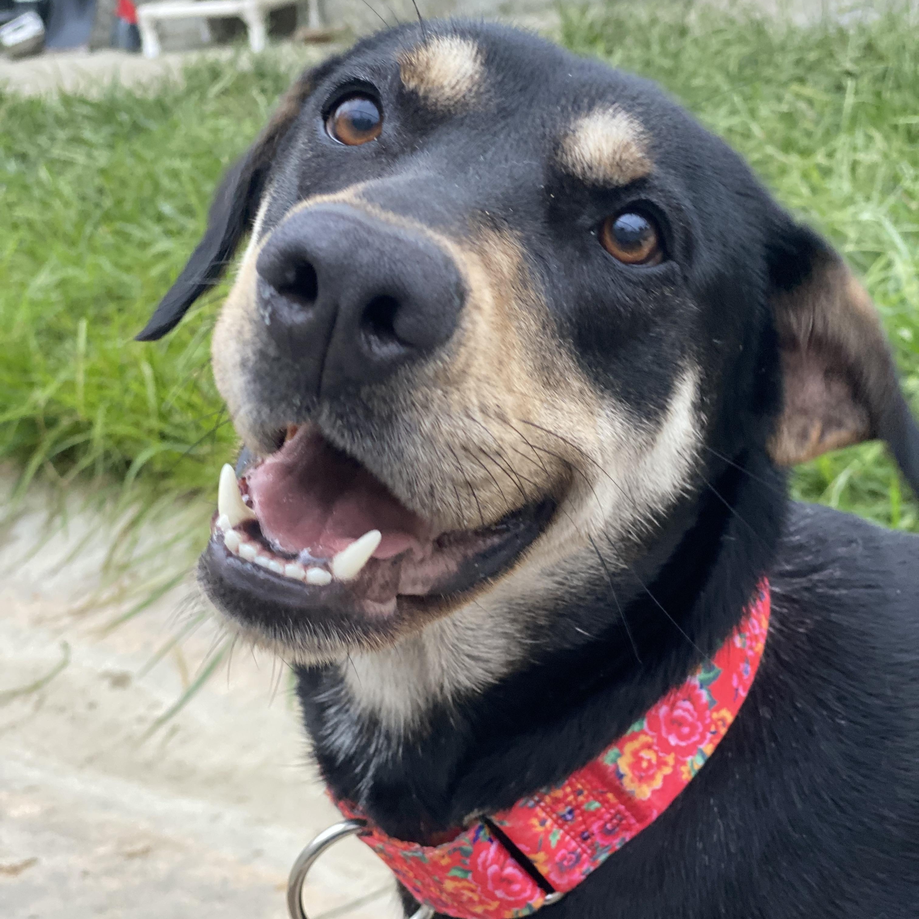 Rosa, Adoptable, Adult Female Mixed Breed.