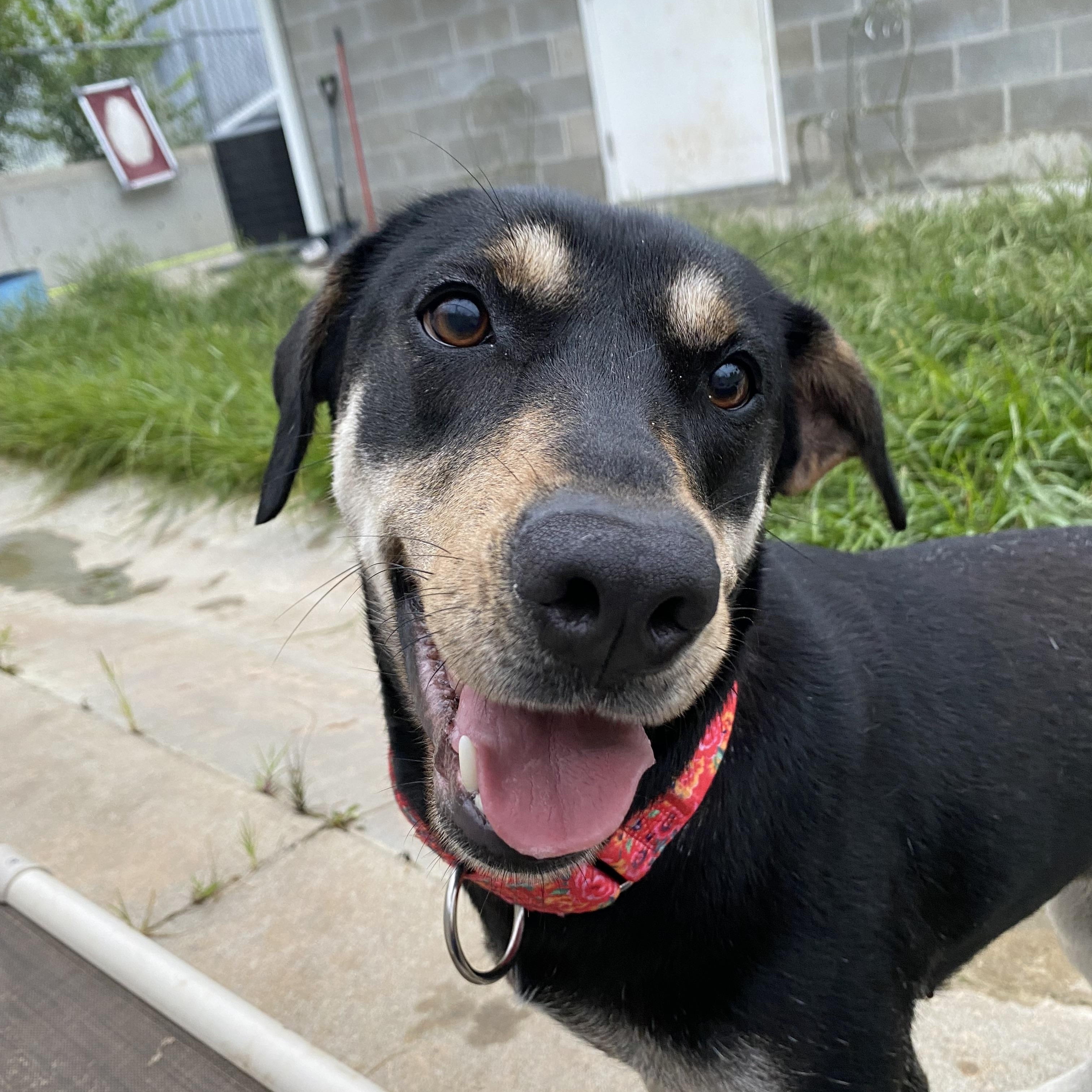 Enlarge Rosa, a Adoptable Mixed Breed in Atchison, KS image 3/5