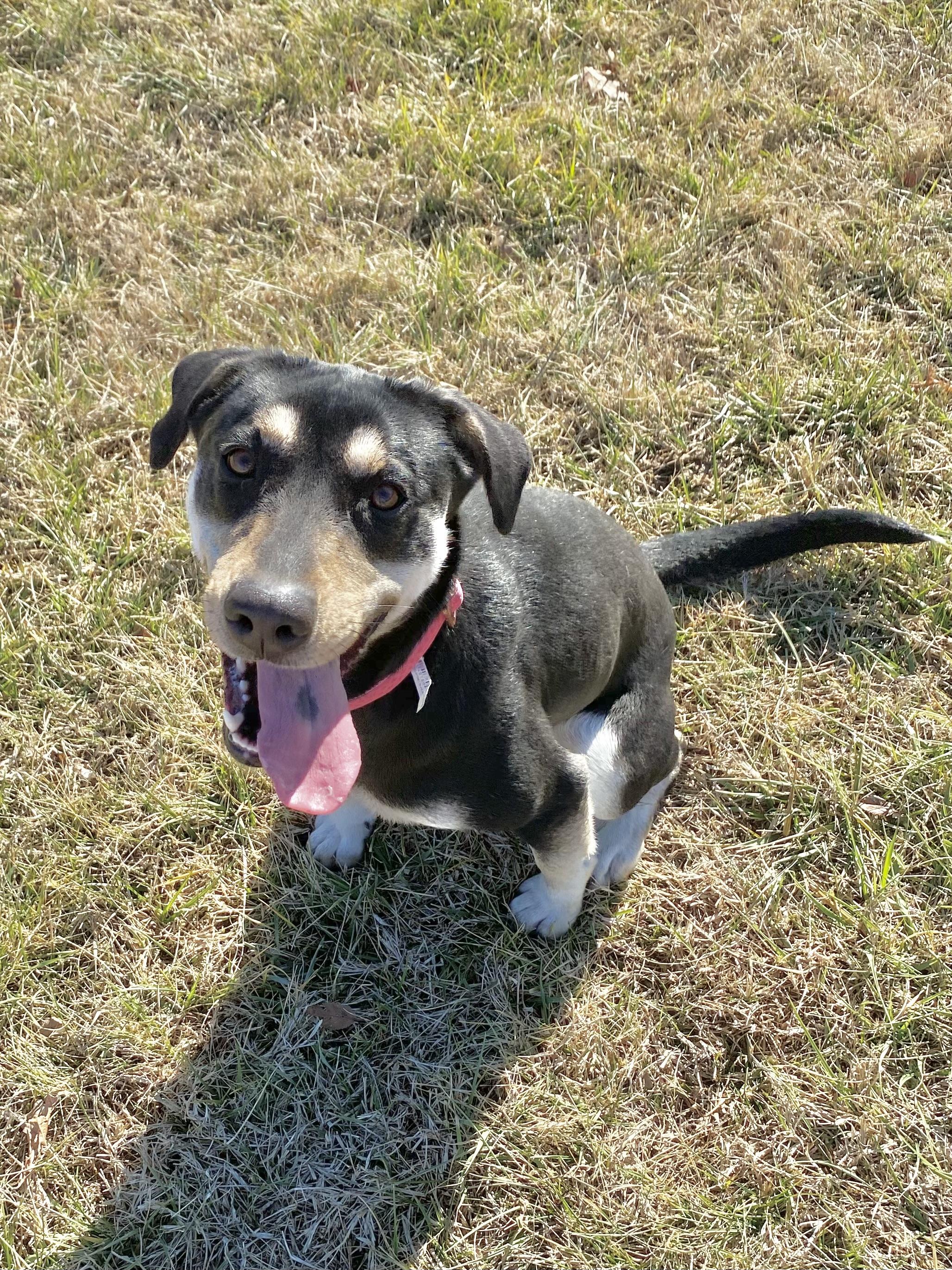 Enlarge Rosa, a Adoptable Mixed Breed in Atchison, KS image 5/5
