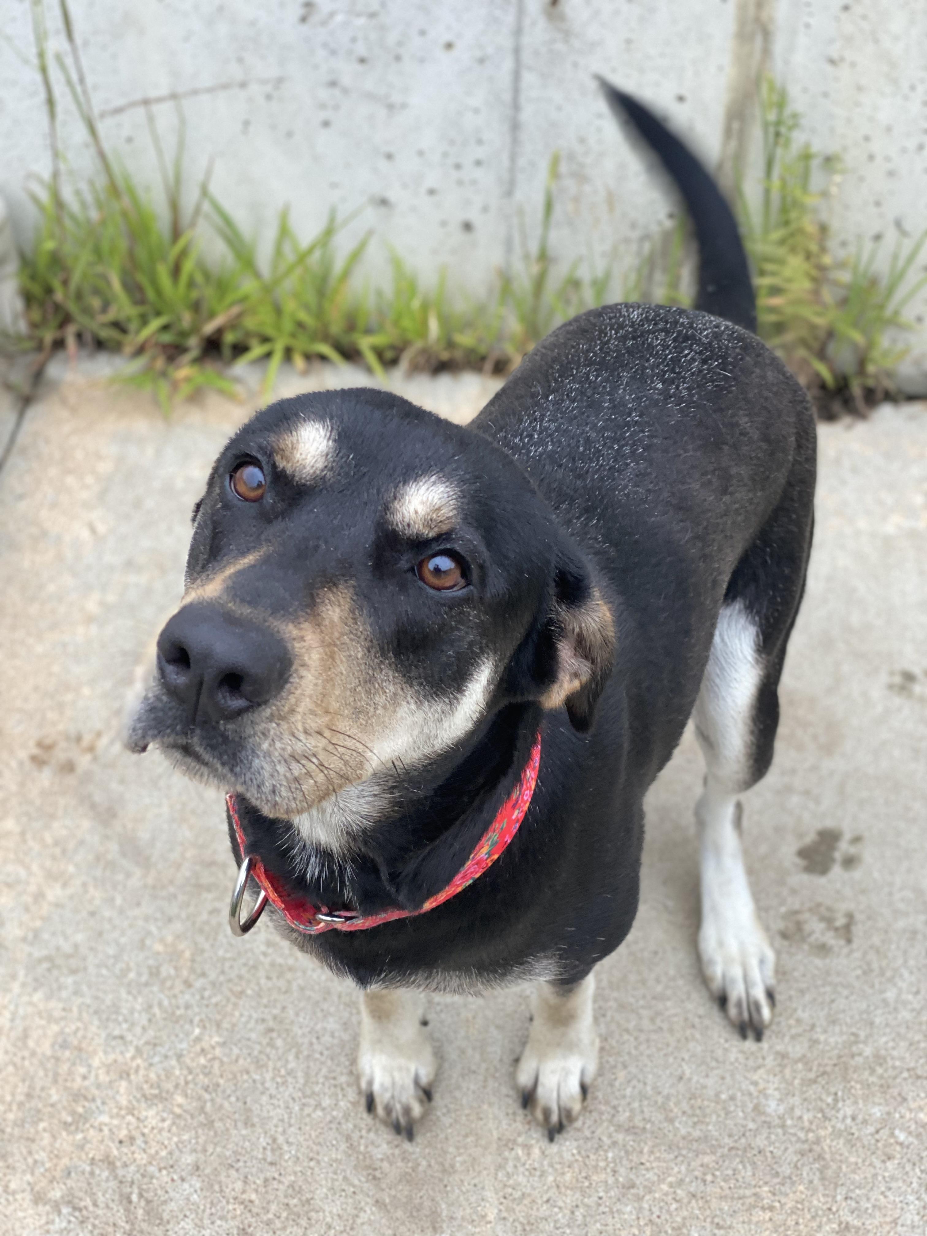 Enlarge Rosa, a Adoptable Mixed Breed in Atchison, KS image 4/5