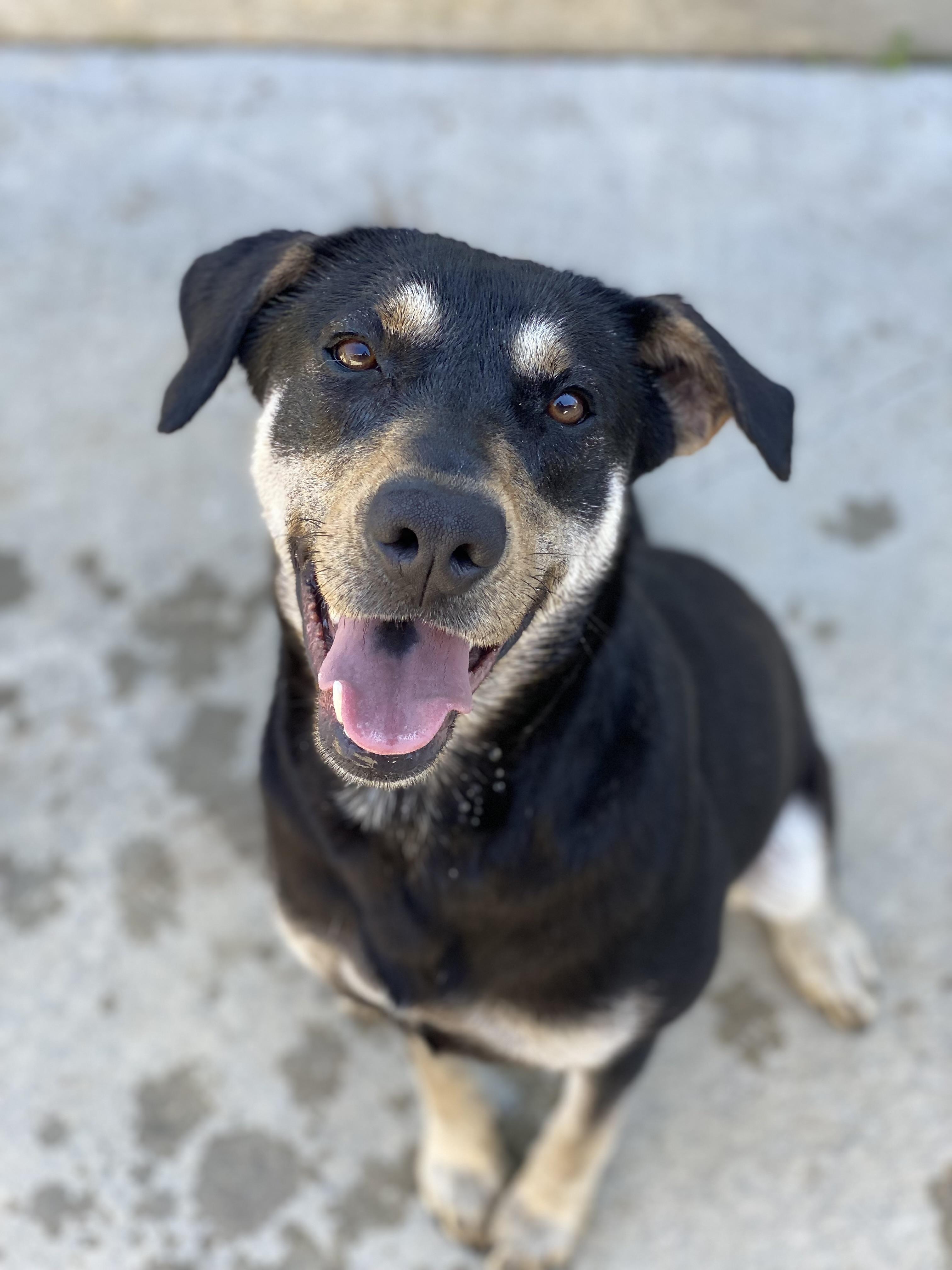 Enlarge Rosa, a Adoptable Mixed Breed in Atchison, KS image 2/5