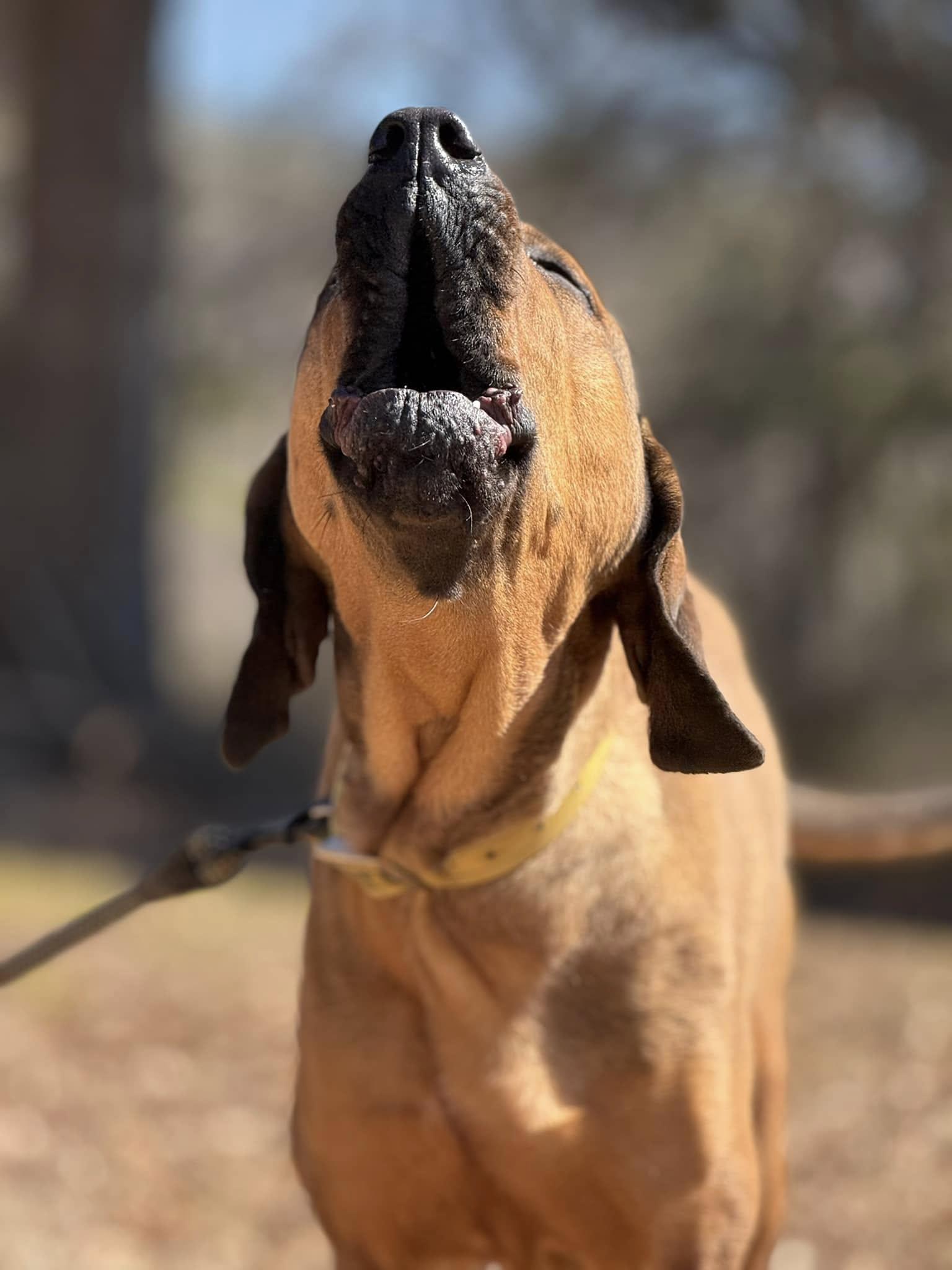 Tally, a Adoptable mixed breed in Attalla, AL image 1/3