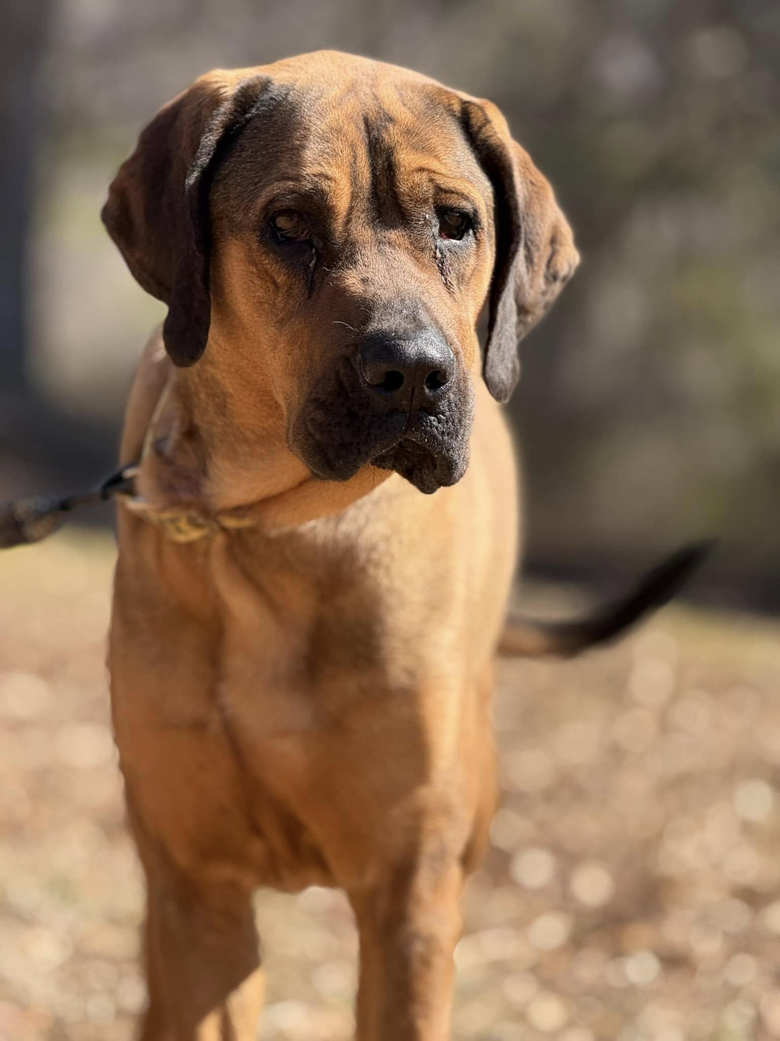 Tally, a Adoptable mixed breed in Attalla, AL image 3/3