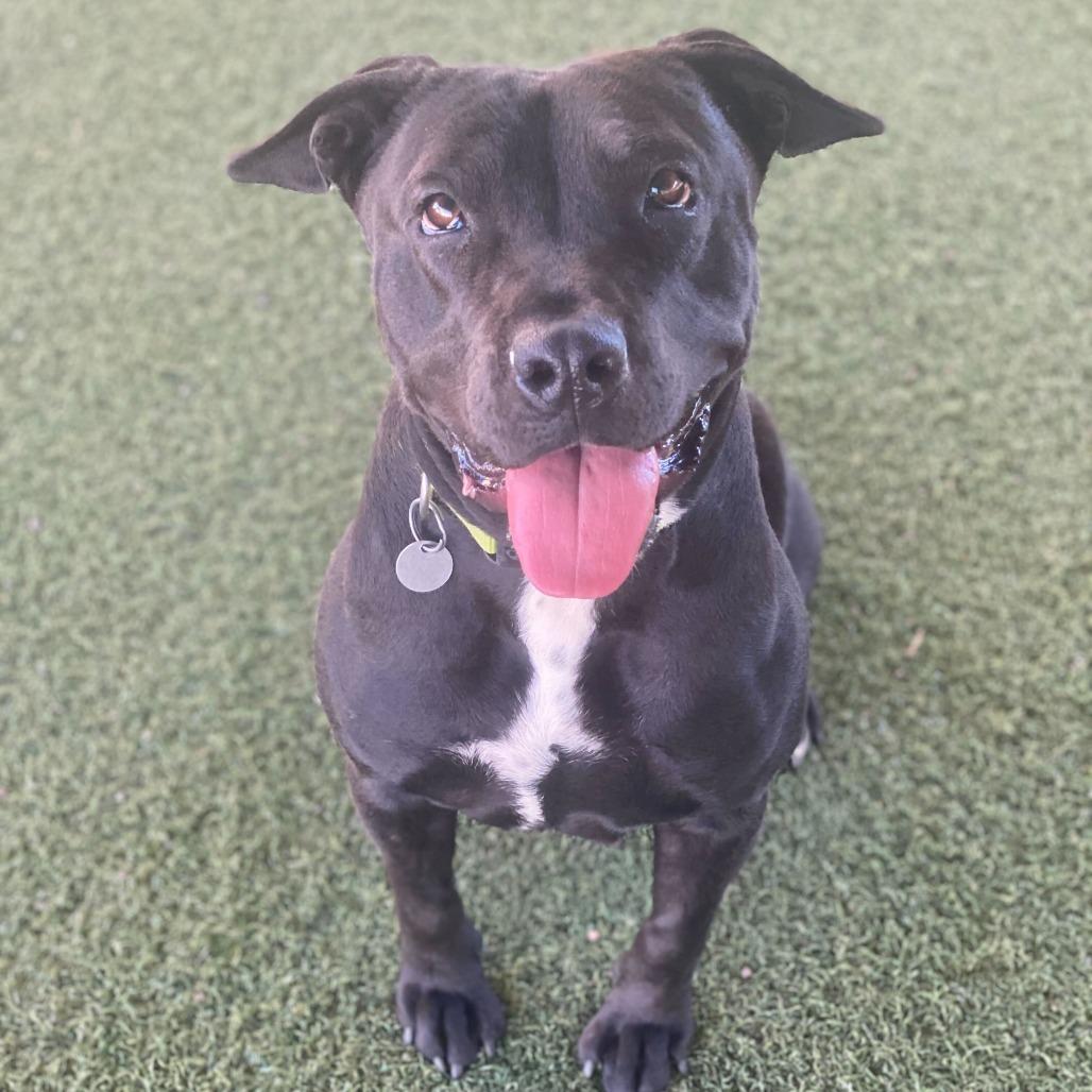 Opal, Adoptable, Adult Female Pit Bull Terrier & Mixed Breed.