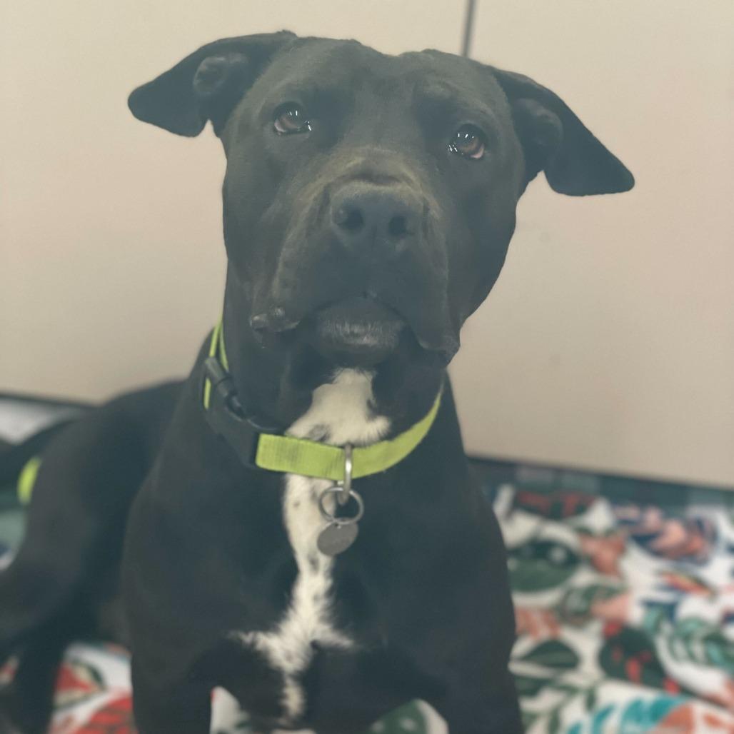 Opal, Adoptable, Adult Female Pit Bull Terrier & Mixed Breed.