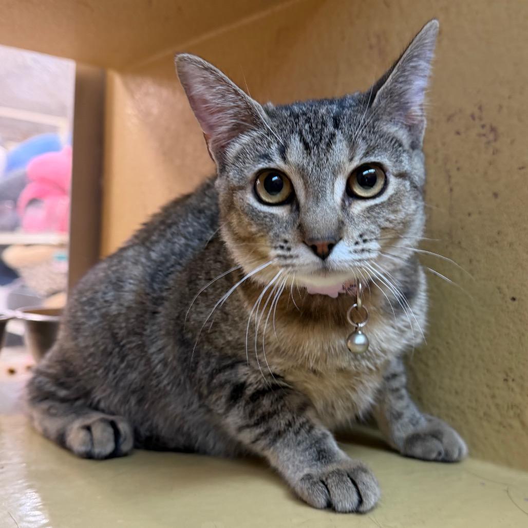 Honey, Adoptable, Kitten Female Domestic Short Hair.